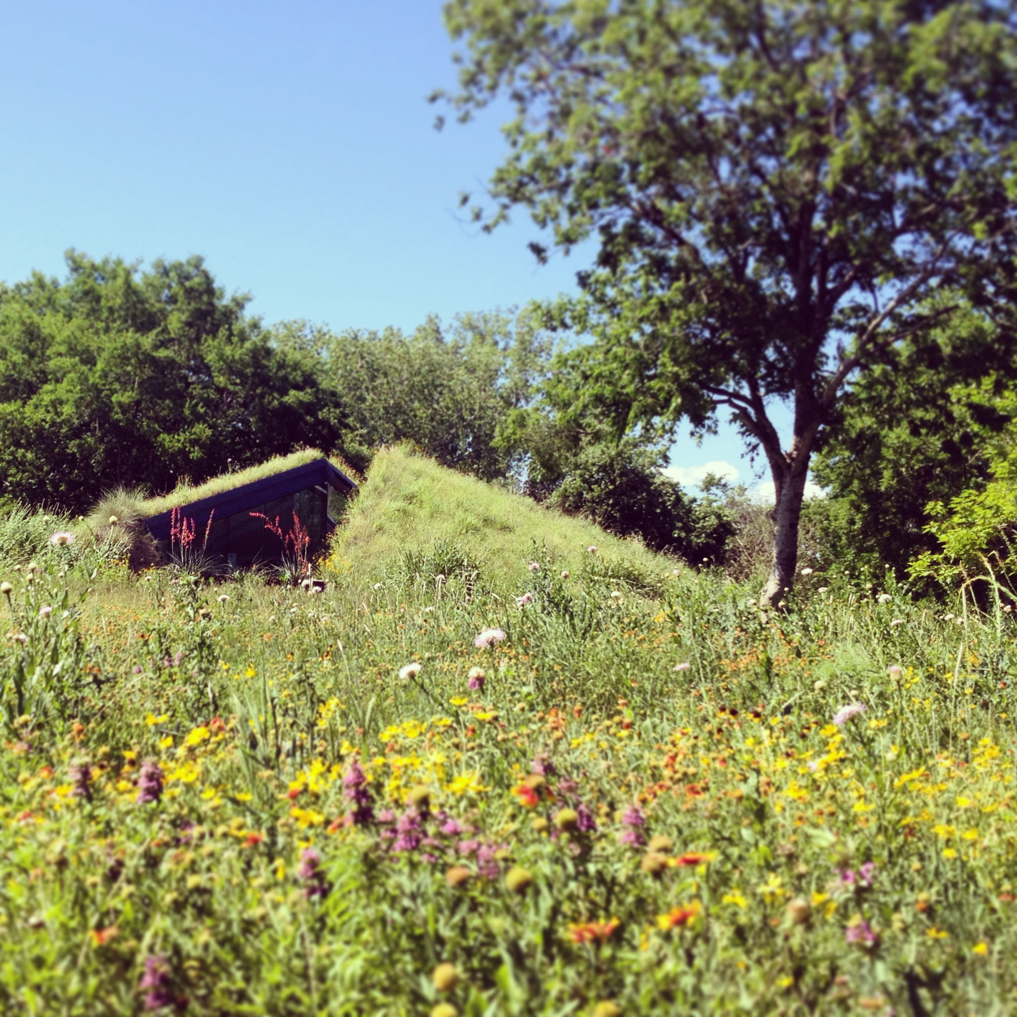 Green Roof Design